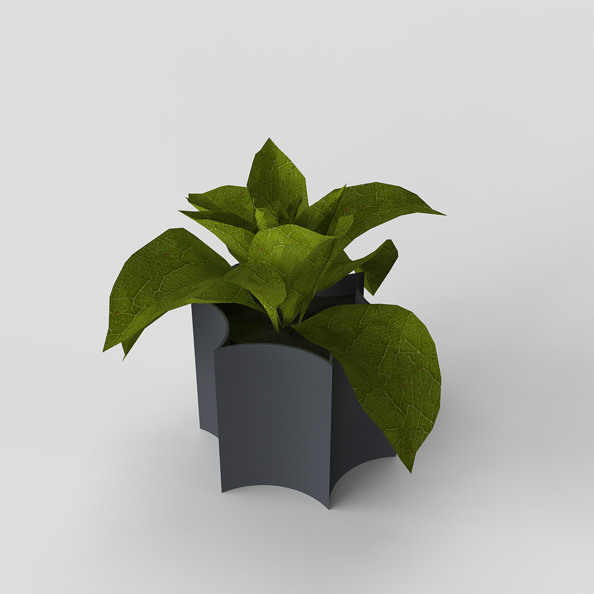 Star Coral Pot used as a planter with a small succulent